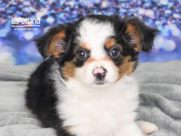 Toy Australian Shepherd DOG Female Black Tri 2525 Petland Independence, Missouri