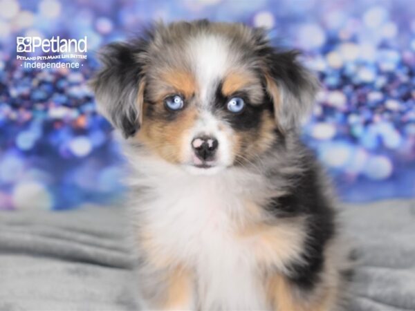 Toy Australian Shepherd-DOG-Male-Blue Merle-2526-Petland Independence & Lee's Summit, MO