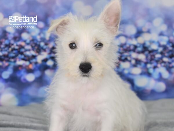 West Highland White Terrier DOG Female White 2528 Petland Independence, Missouri