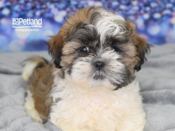 Shih Tzu DOG Male Black & Brown 2529 Petland Independence, Missouri