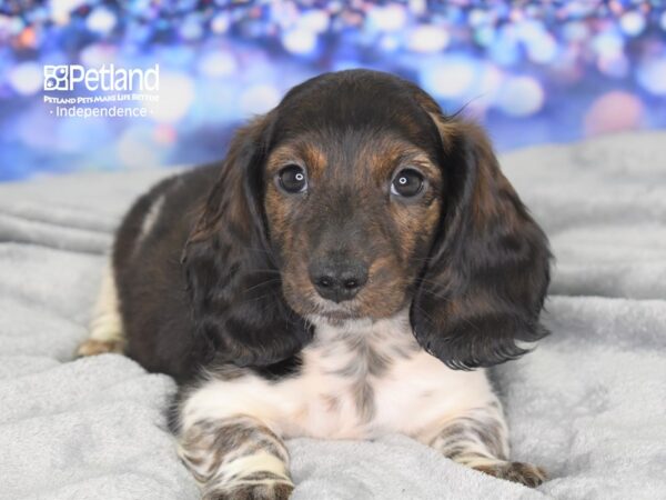 Dachshund-DOG-Male-Black & Brindle-2530-Petland Independence & Lee's Summit, MO