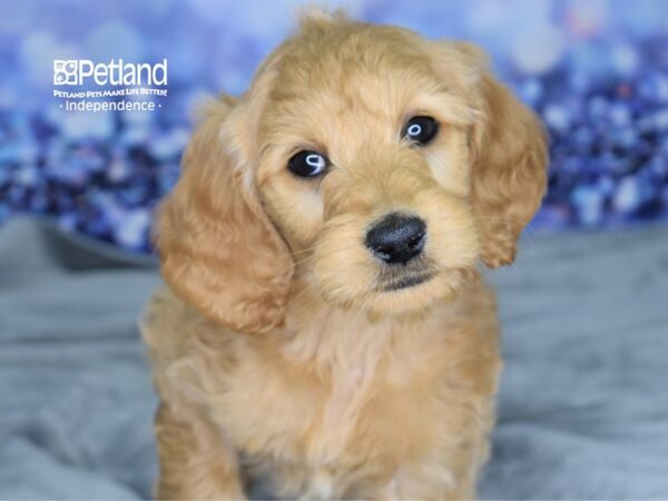 Goldendoodle-DOG-Female-Golden-2531-Petland Independence & Lee's Summit, MO