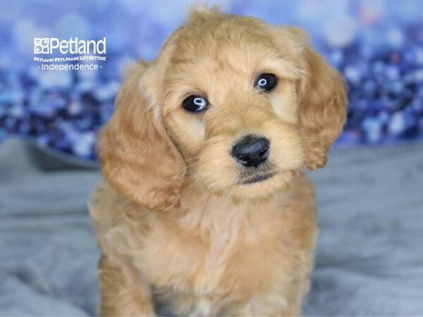 Goldendoodle DOG Female Golden 2531 Petland Independence, Missouri