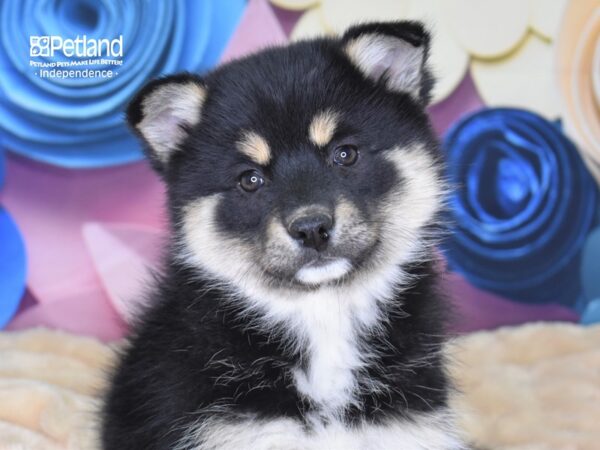 Pomsky DOG Female Black & Tan 2546 Petland Independence, Missouri