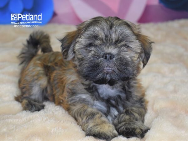 Shih Tzu DOG Male Gold 2542 Petland Independence, Missouri