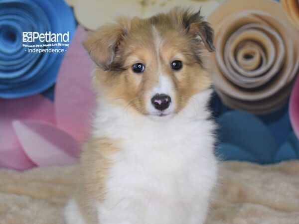 Shetland Sheepdog DOG Female Sable and White 2541 Petland Independence, Missouri