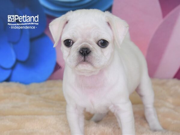 Pug-DOG-Female-Silver Fawn-2540-Petland Independence, Missouri