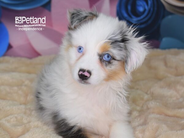 Miniature Australian Shepherd-DOG-Male-Blue Merle White and Tan-2539-Petland Independence, Missouri