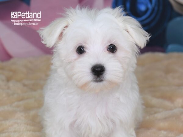 Maltese DOG Female White 2538 Petland Independence, Missouri