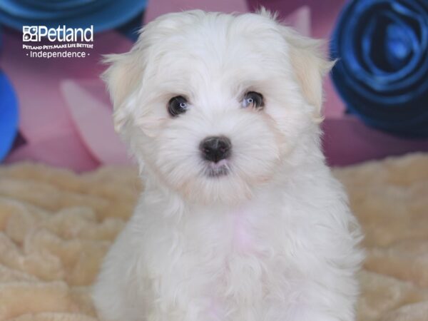 Maltese DOG Male White 2537 Petland Independence, Missouri