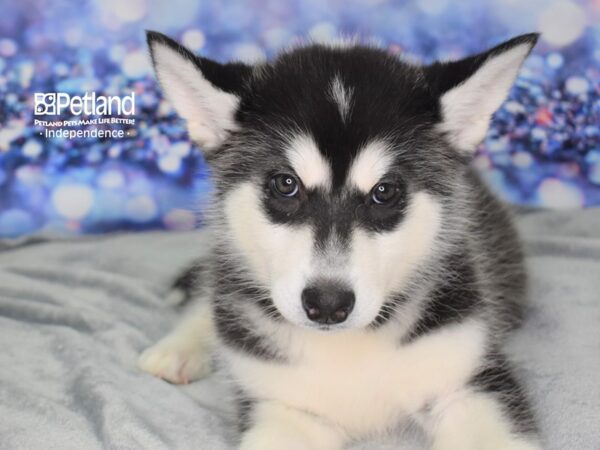 Alaskan Malamute DOG Female Black and White 2533 Petland Independence, Missouri