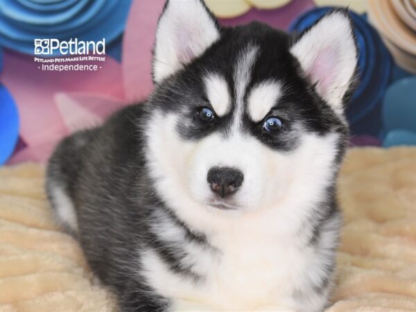 Siberian Husky DOG Female Black & White 2535 Petland Independence, Missouri