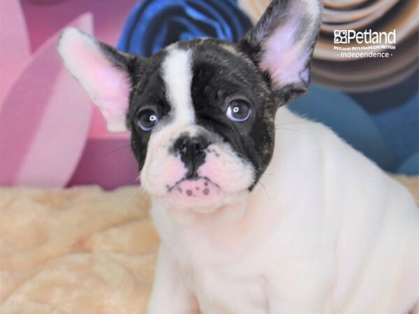 French Bulldog DOG Male White Pbld 2554 Petland Independence, Missouri