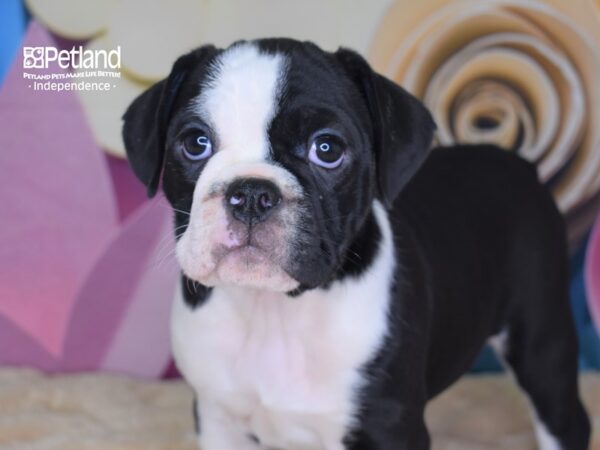 Miniature Bulldog-DOG-Female-Black & White-2553-Petland Independence & Lee's Summit, MO