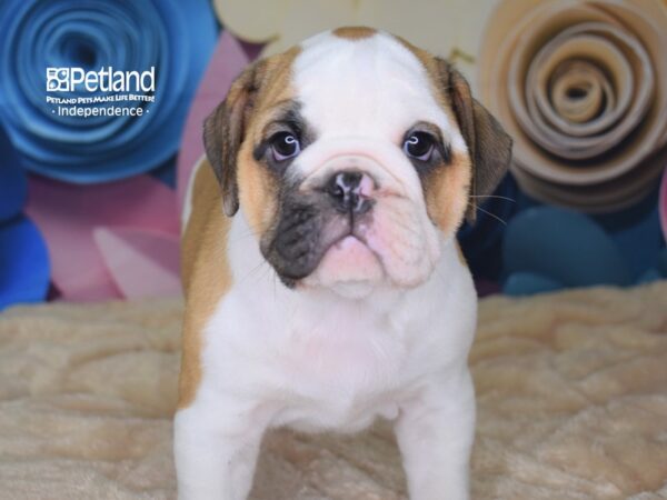 Miniature Bulldog DOG Male Red & White 2552 Petland Independence, Missouri