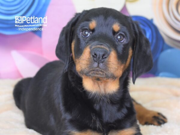 Rottweiler-DOG-Female-Black & Mahogany-2550-Petland Independence & Lee's Summit, MO