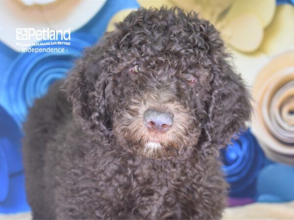 Sheepadoodle-DOG-Male-Brown-2547-Petland Independence, Missouri