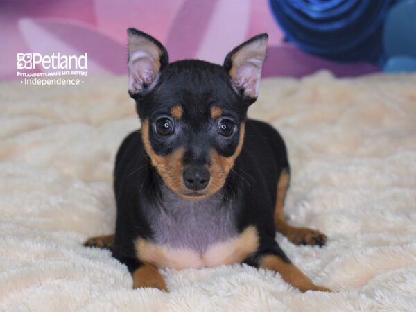 Miniature Pinscher-DOG-Male-Black and Rust-2557-Petland Independence & Lee's Summit, MO