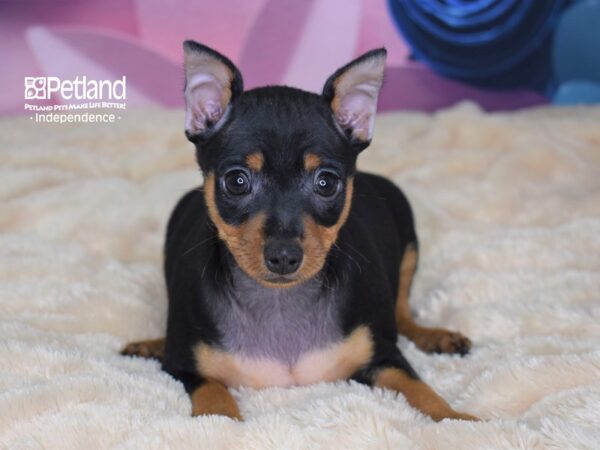 Miniature Pinscher DOG Male Black and Rust 2557 Petland Independence, Missouri