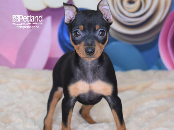 Miniature Pinscher-DOG-Female-Black and Rust-2558-Petland Independence, Missouri