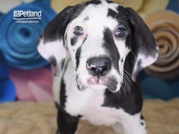 Great Dane DOG Female Harlequin 2559 Petland Independence, Missouri