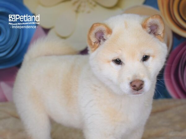 Shiba Inu-DOG-Male-Cream-2561-Petland Independence & Lee's Summit, MO