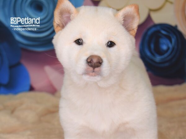 Shiba Inu DOG Male Cream 2560 Petland Independence, Missouri