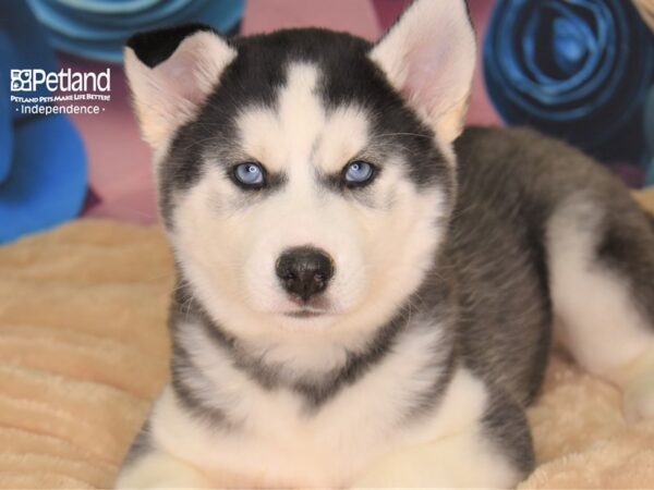 Siberian Husky DOG Male Black & White 2534 Petland Independence, Missouri