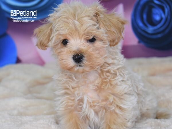 Maltipoo DOG Male Apricot 2562 Petland Independence, Missouri