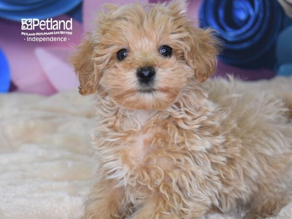 Maltipoo-DOG-Male-Apricot-2563-Petland Independence, Missouri