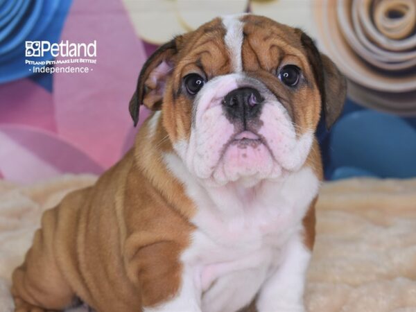 English Bulldog-DOG-Female-Red and White-2565-Petland Independence, Missouri