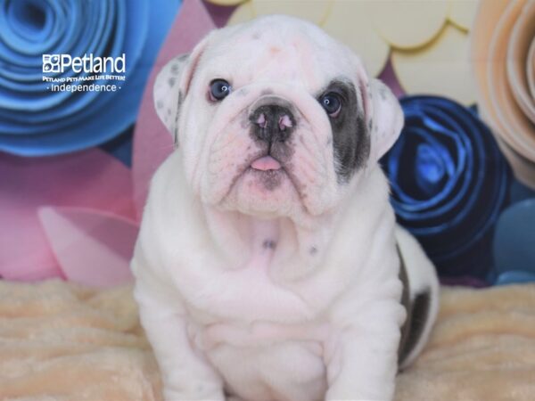 English Bulldog DOG Male Blue and White 2564 Petland Independence, Missouri