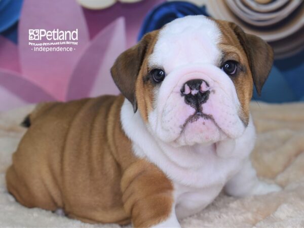 English Bulldog DOG Female Tan & White 2566 Petland Independence, Missouri