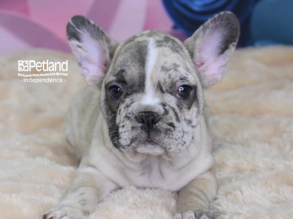 French Bulldog-DOG-Female-Cream Merle-2568-Petland Independence, Missouri