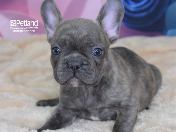 French Bulldog-DOG-Male-Blue brindle-2567-Petland Independence & Lee's Summit, MO