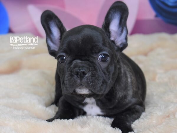 French Bulldog-DOG-Male-Black Brindle-2569-Petland Independence & Lee's Summit, MO