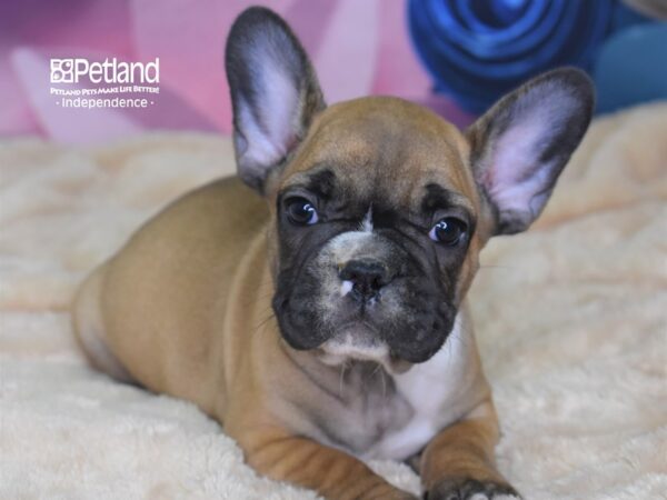 French Bulldog-DOG-Male-Red Fawn-2570-Petland Independence & Lee's Summit, MO