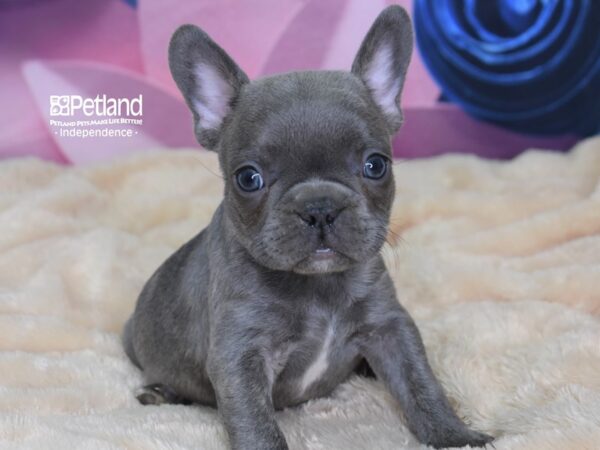 French Bulldog DOG Male Blue 2571 Petland Independence, Missouri