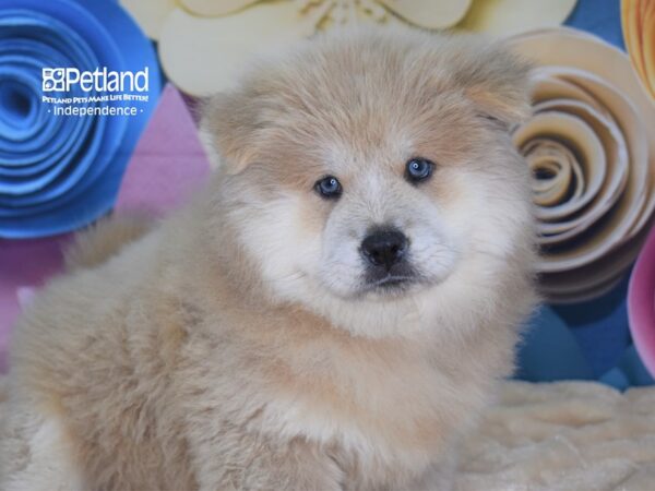 Chow Chow-DOG-Female-Cream-2573-Petland Independence, Missouri