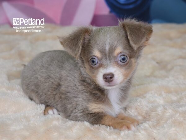 Chihuahua DOG Male Blue Fawn 2572 Petland Independence, Missouri