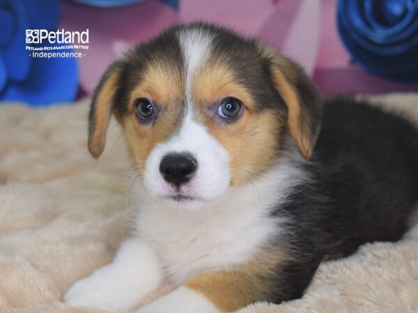 Pembroke Welsh Corgi DOG Female Black & Tan White Markings 2532 Petland Independence, Missouri