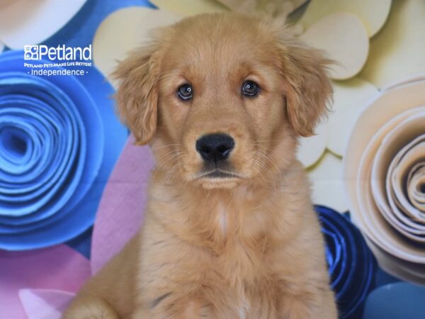 Golden Retriever DOG Male Dark Golden 2527 Petland Independence, Missouri