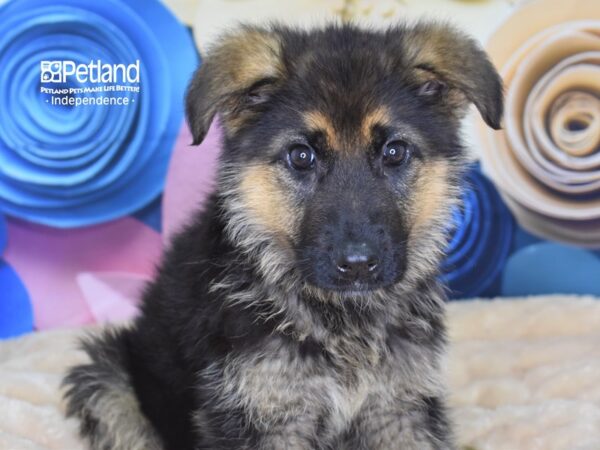 German Shepherd DOG Female Black and Tan 2583 Petland Independence, Missouri