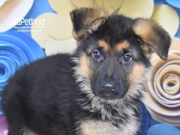 German Shepherd DOG Male Black and Tan 2582 Petland Independence, Missouri