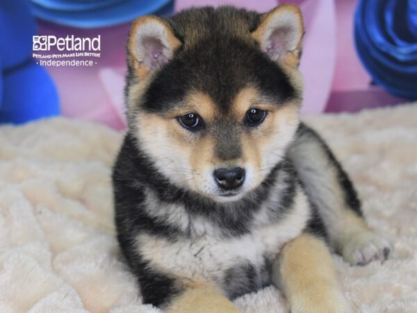 Shiba Inu-DOG-Male-Black and Tan-2577-Petland Independence & Lee's Summit, MO