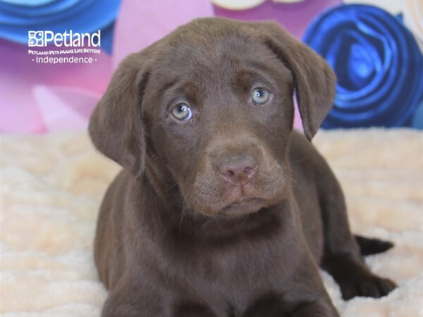 Labrador Retriever-DOG-Female-Chocolate-2576-Petland Independence, Missouri