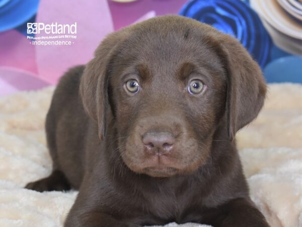 Labrador Retriever DOG Male Chocolate 2575 Petland Independence, Missouri