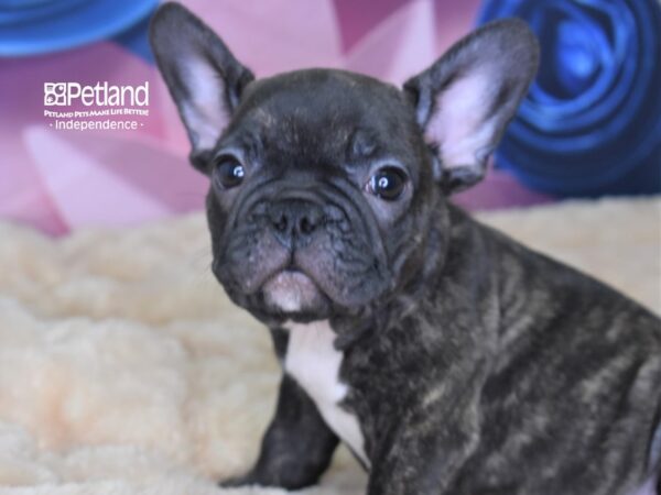 French Bulldog-DOG-Male-Brindle-2585-Petland Independence & Lee's Summit, MO