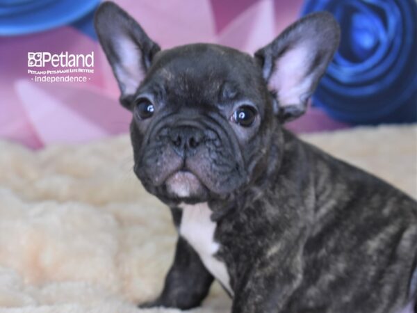 French Bulldog-DOG-Male-Brindle-2585-Petland Independence, Missouri