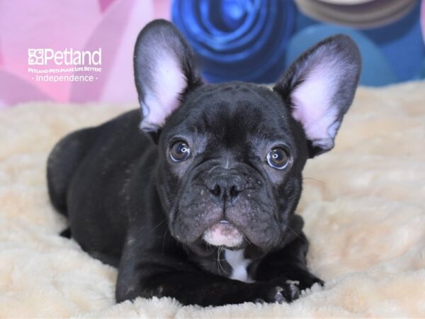 French Bulldog DOG Male Brindle 2584 Petland Independence, Missouri